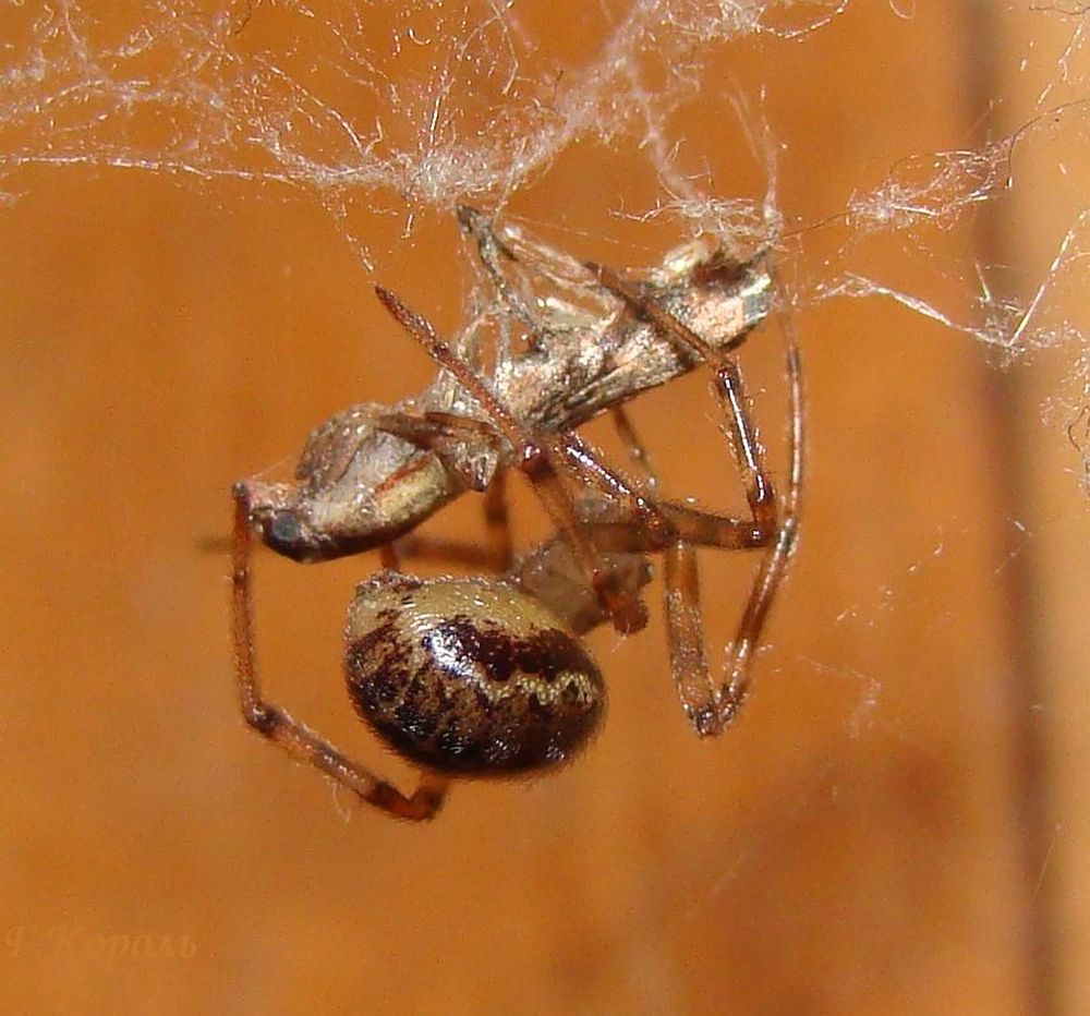 Новый метод борьбы с молью