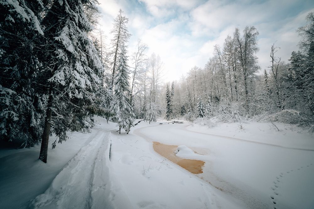 В роще зимой