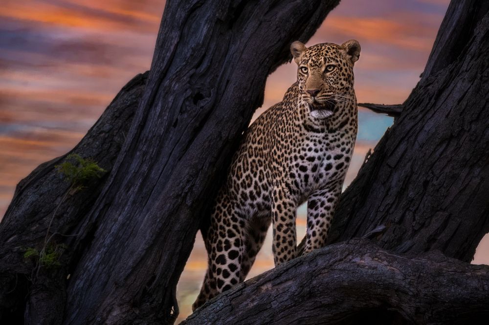 Leopard On The Tree