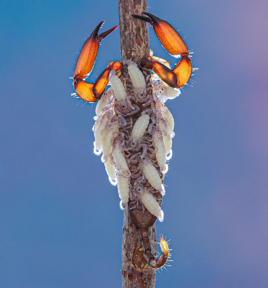 Liocheles Australasiae - Dwarf Wood Scorpion