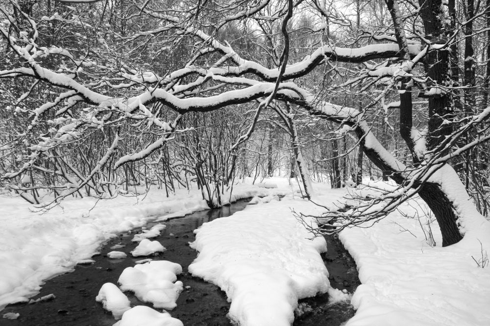 черно-белая зима