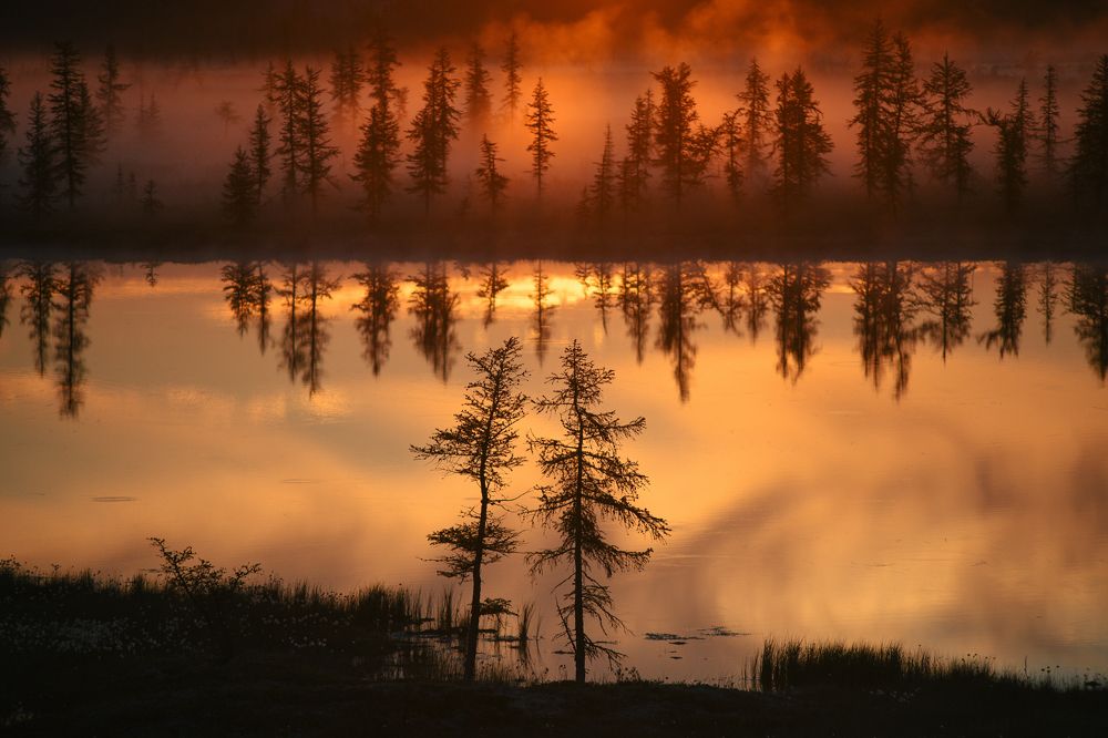 Лесное свидание