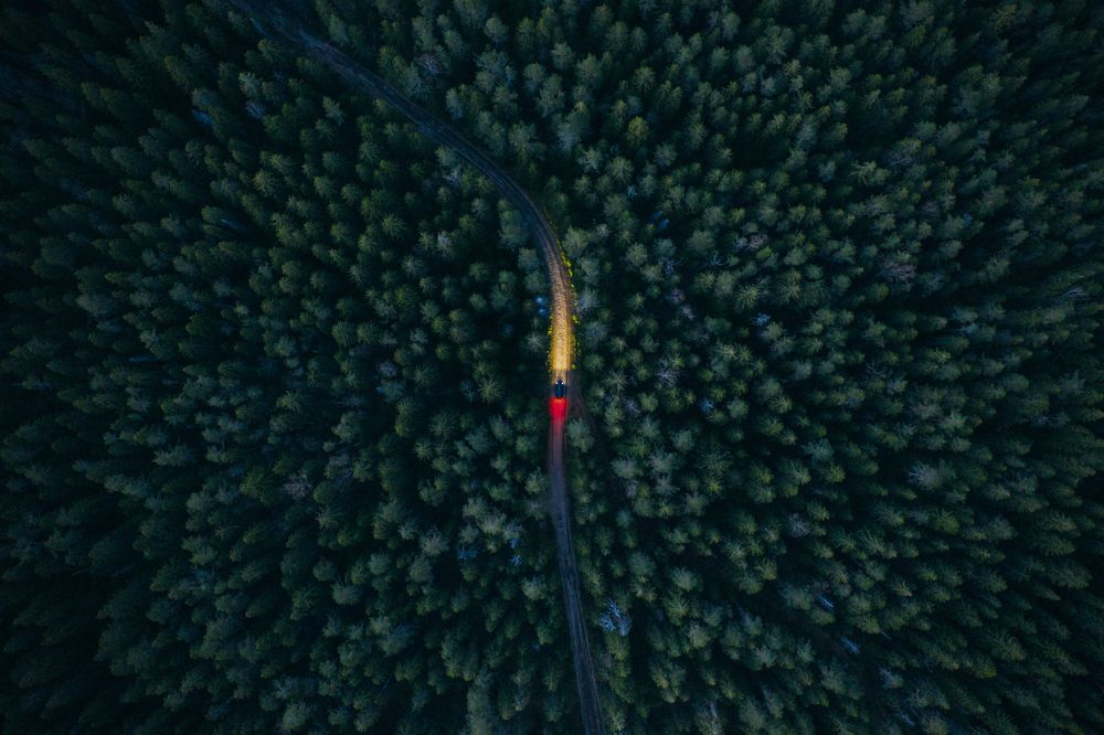 Сквозь лесную чащу