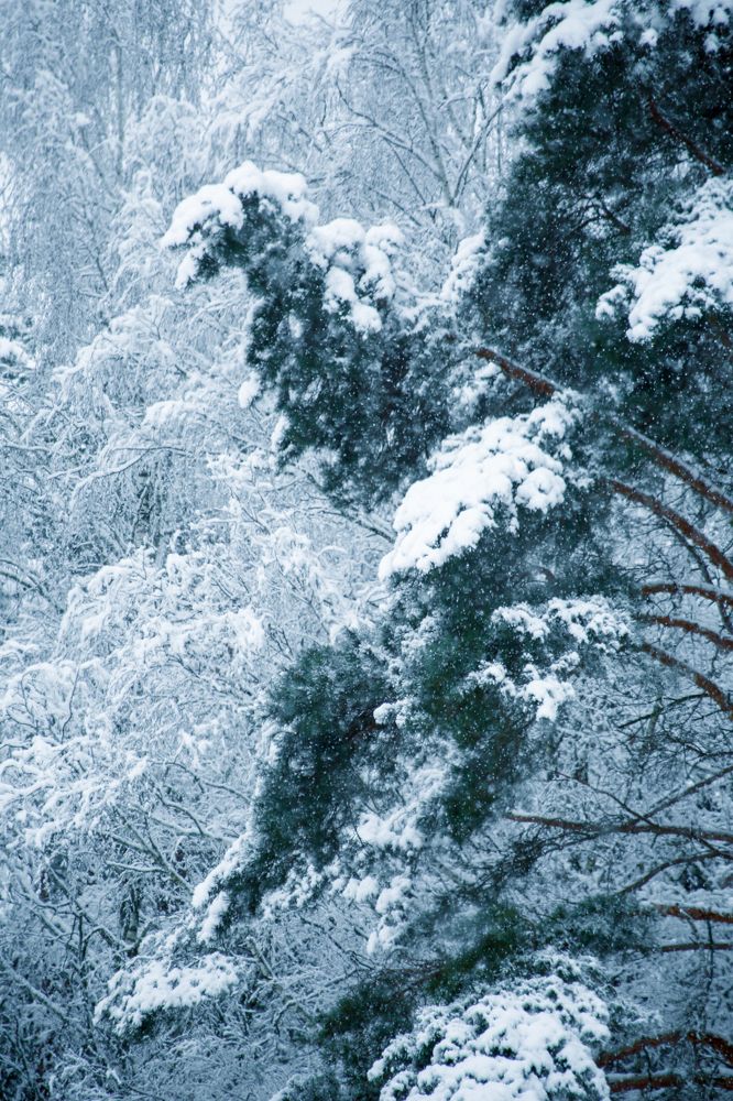 Photograph by Елена Хорошильцева