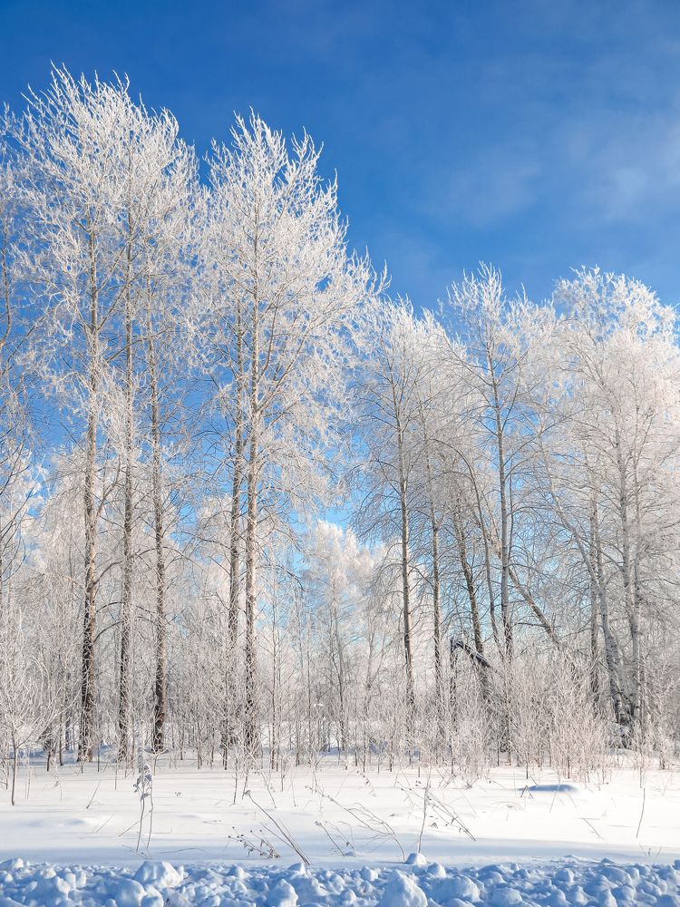 Мороз и солнце.