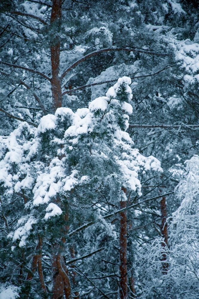 Photograph by Елена Хорошильцева