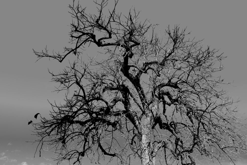 Photograph by David Alcaide