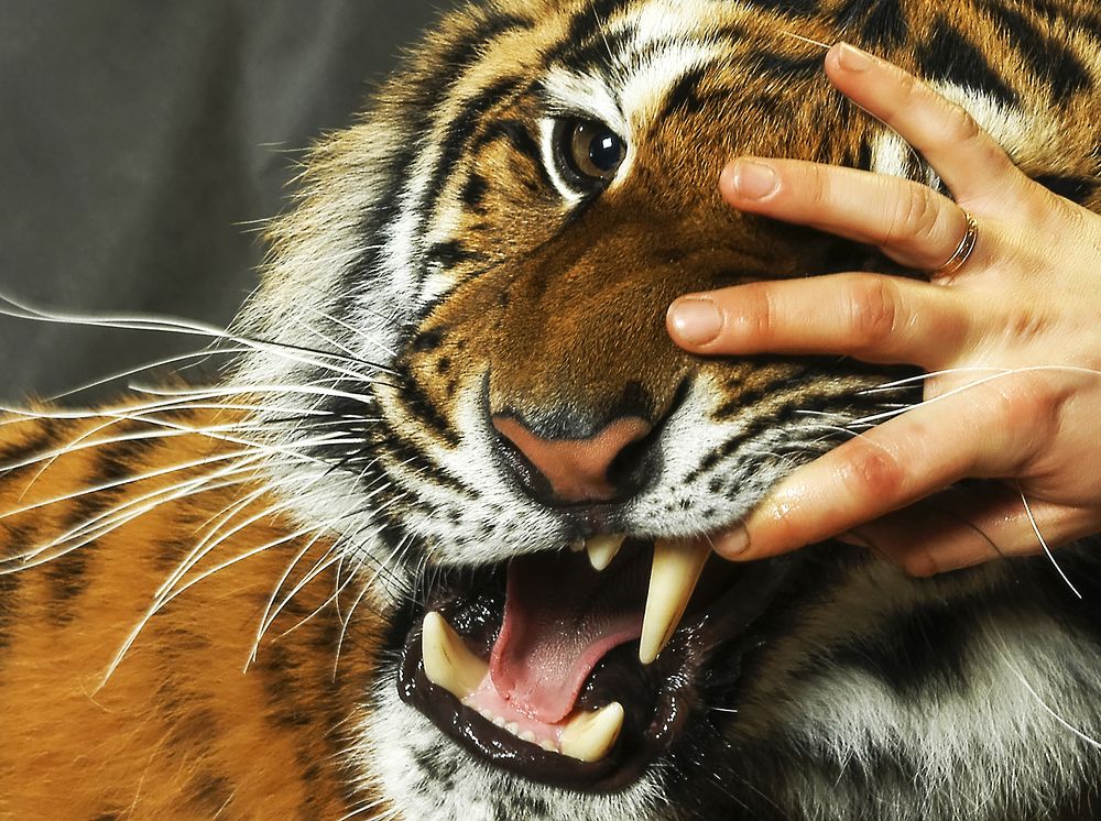 Фотография автора Михаил Пшеннов