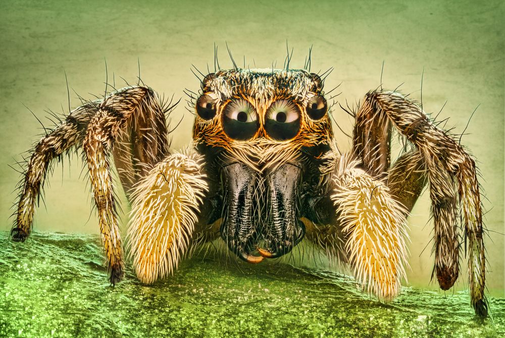 Photograph by Antoni Figueras