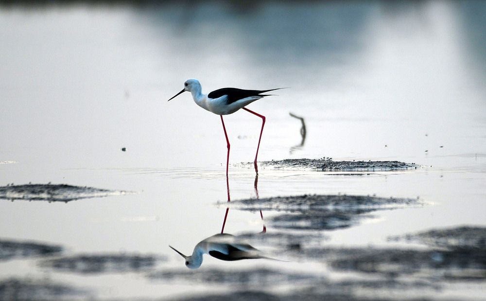 Photograph by Nirmalya Chakraborty