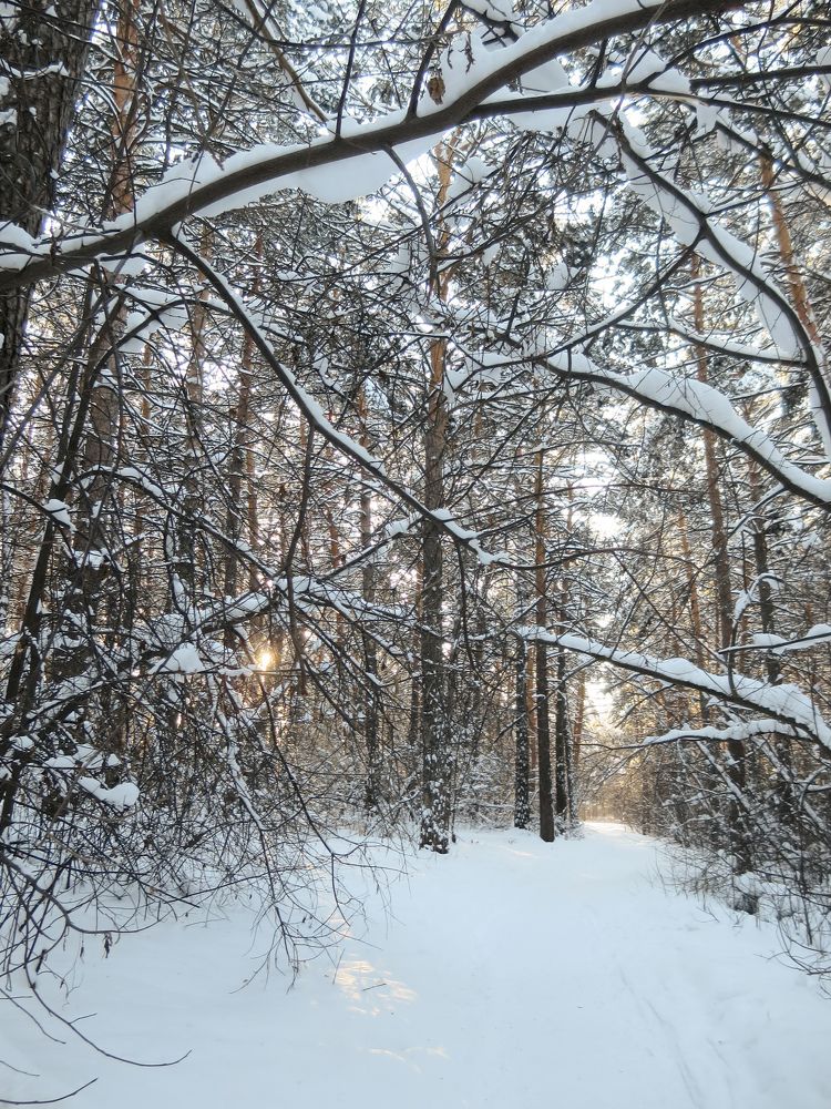 Заснеженный, сосновый лес.