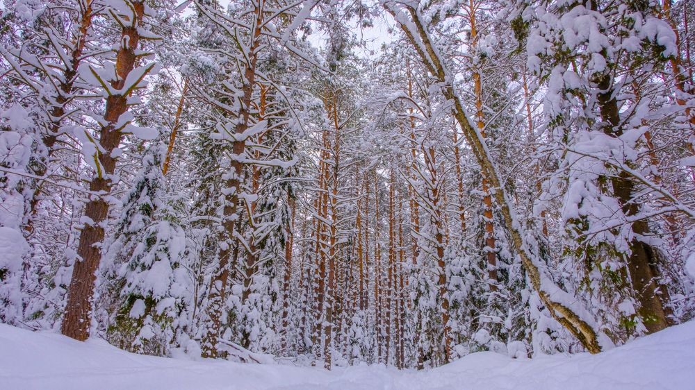 Photograph by Александр Елизаров