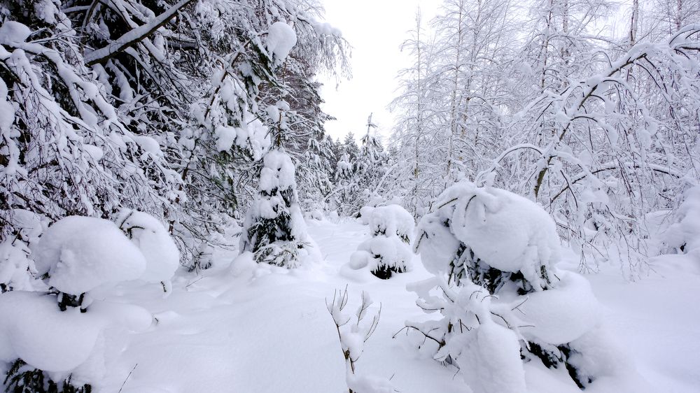 Photograph by Александр Елизаров