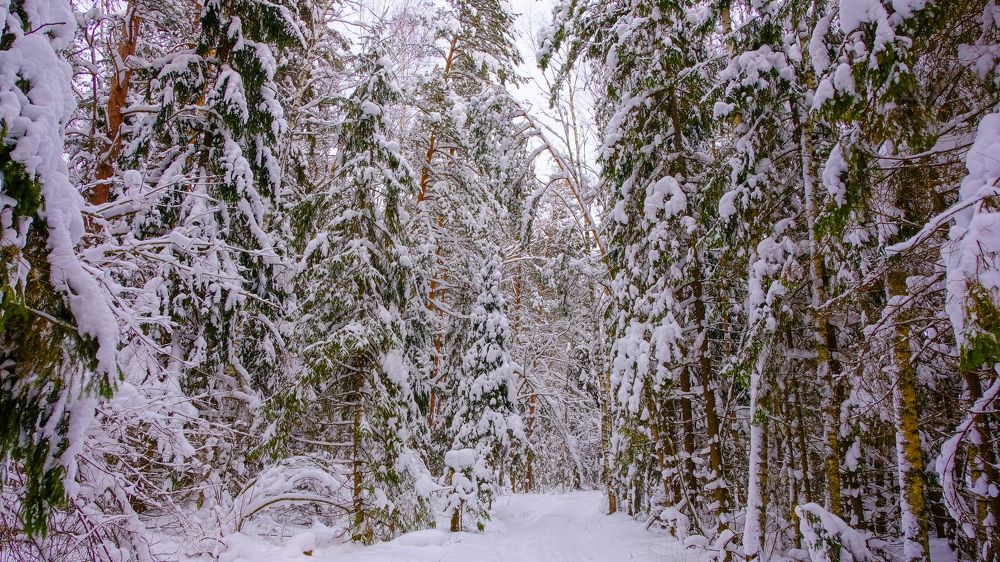 Photograph by Александр Елизаров