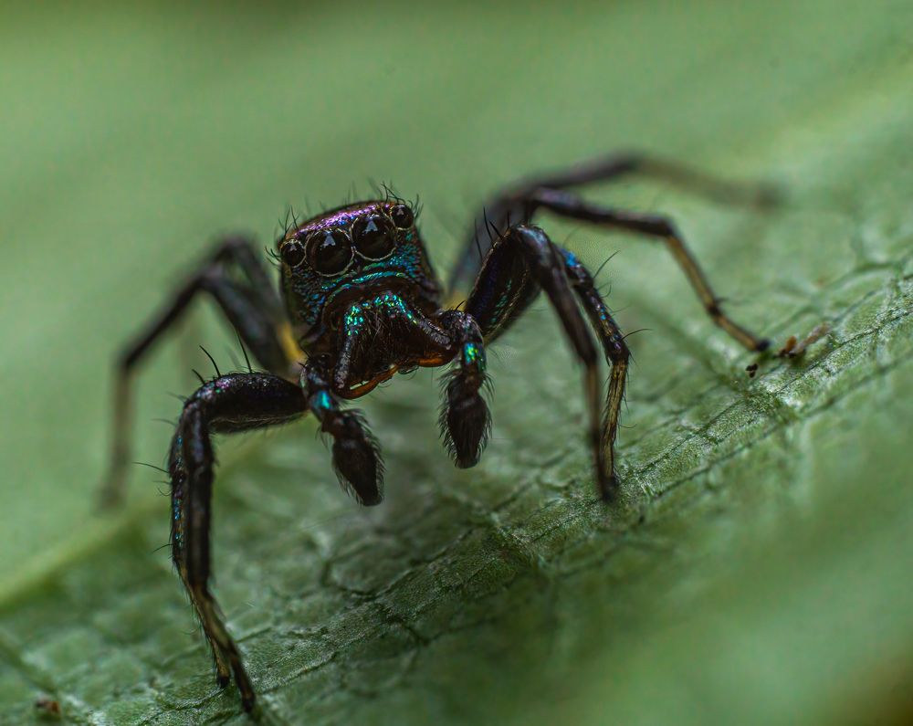 Photograph by Kushan Madushanka Sonnadara