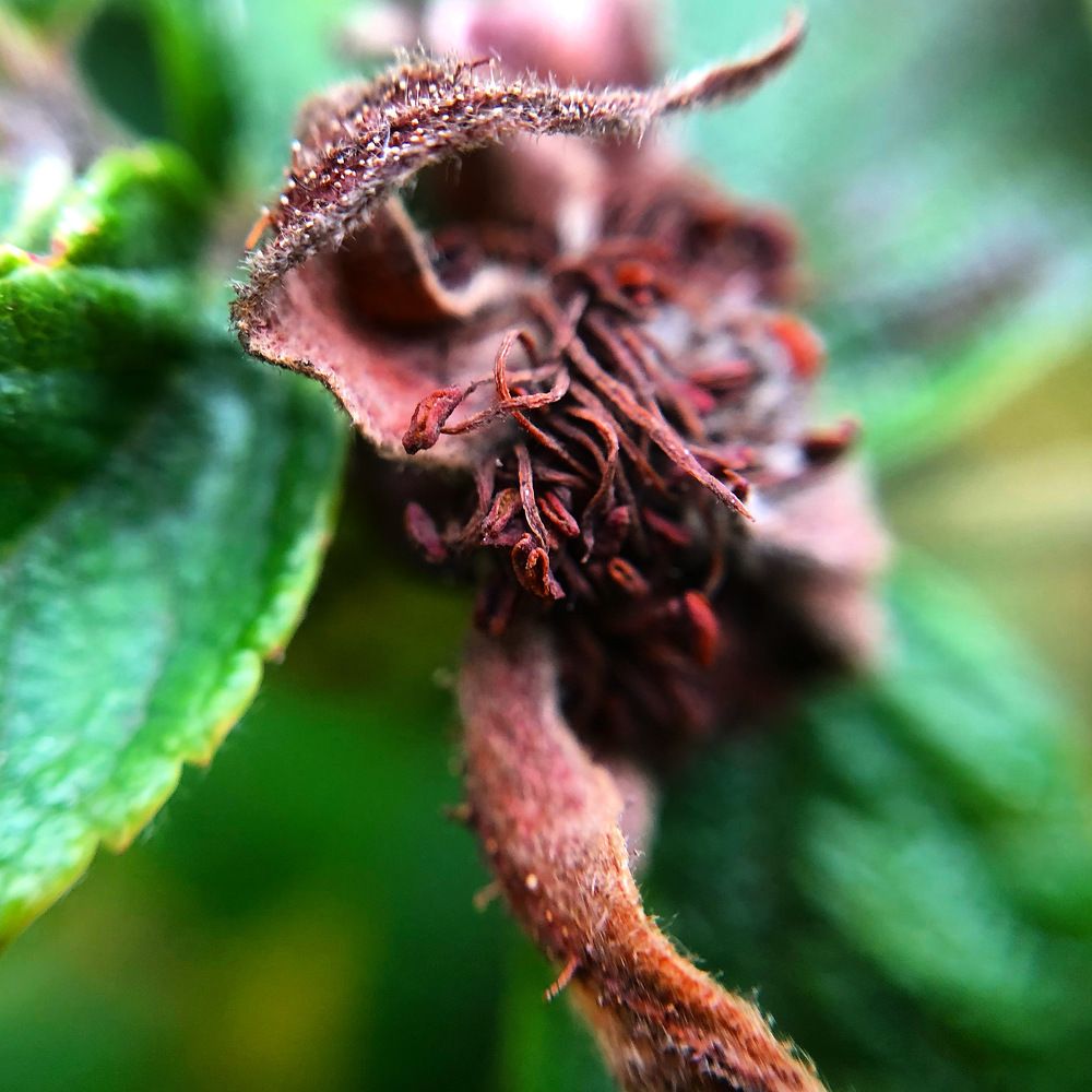 Amazing beauty rosehip flower.