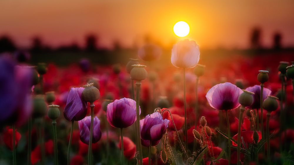 Photograph by Martin Kucera