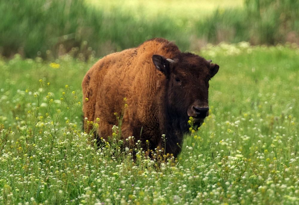 Photograph by advokatkijashko