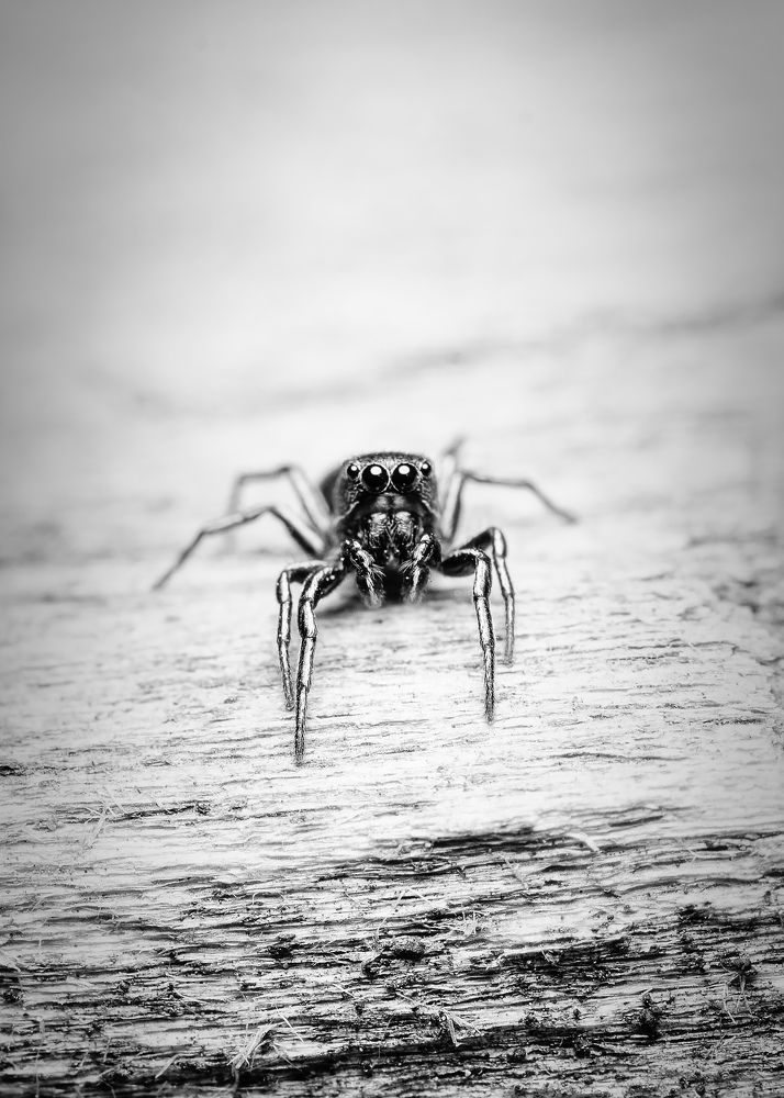 Photograph by Alexander Plaksin