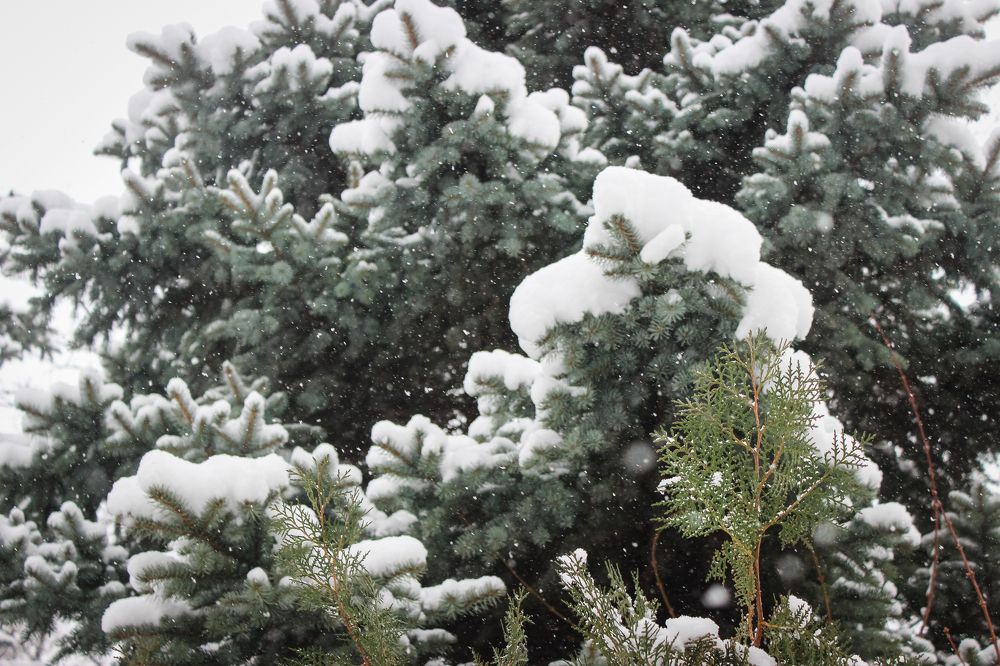 Photograph by iulia falo