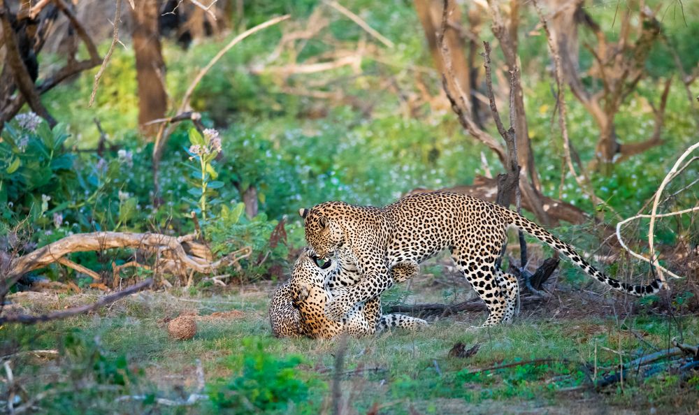 Dung ball championship