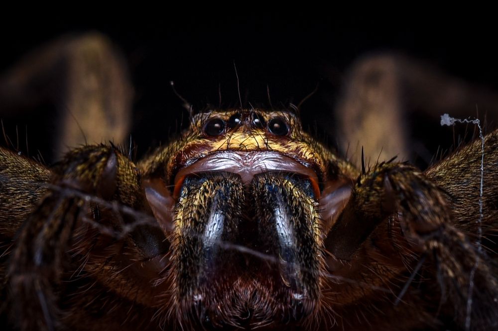 Photograph by Mehedi Hasan Shawan