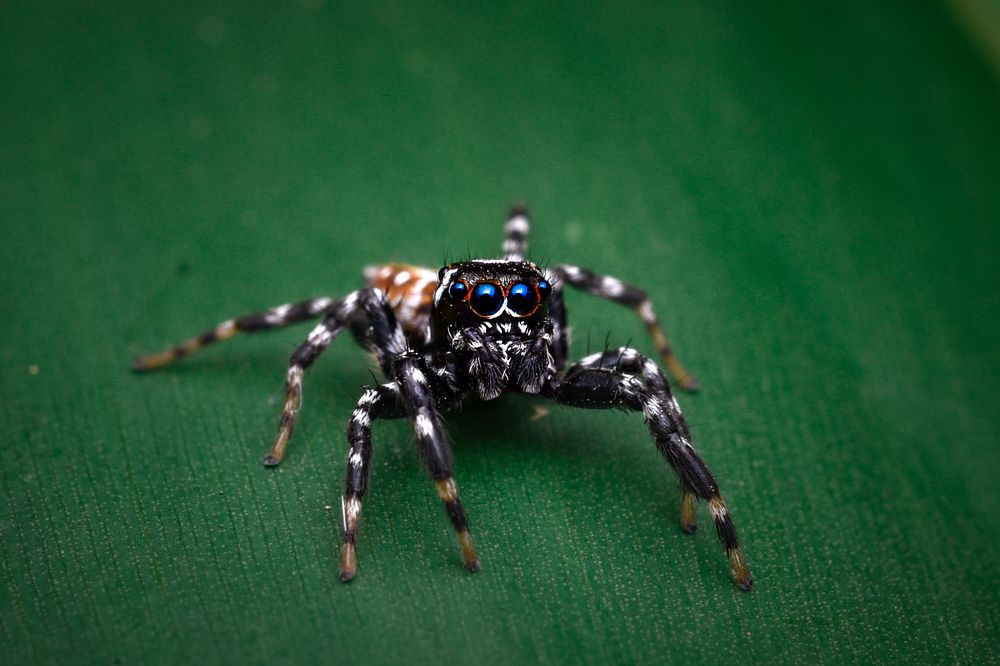 Photograph by Mehedi Hasan Shawan