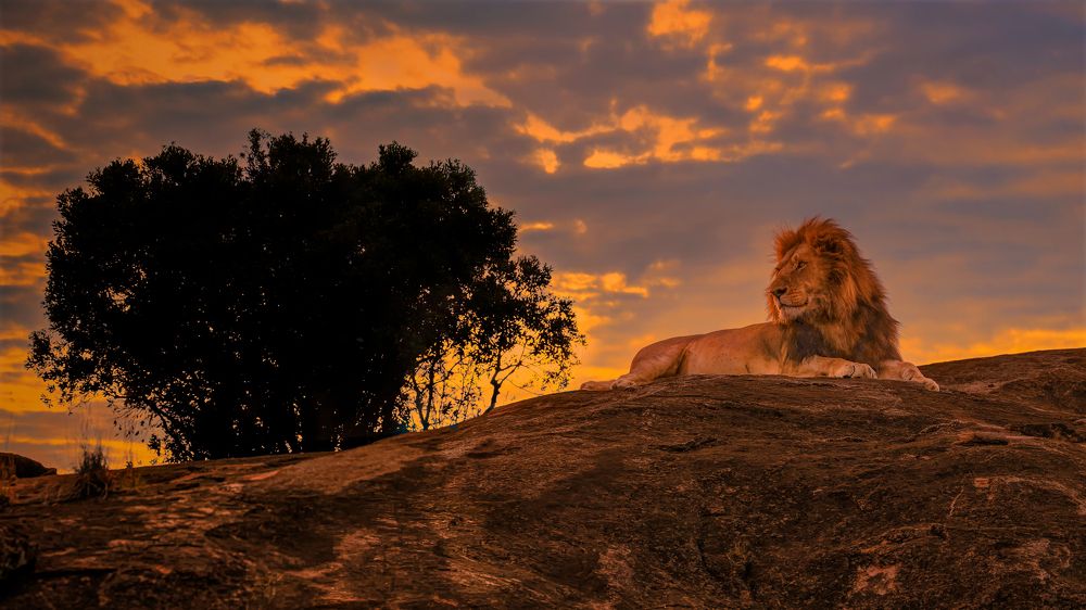 Lion glance at dawn