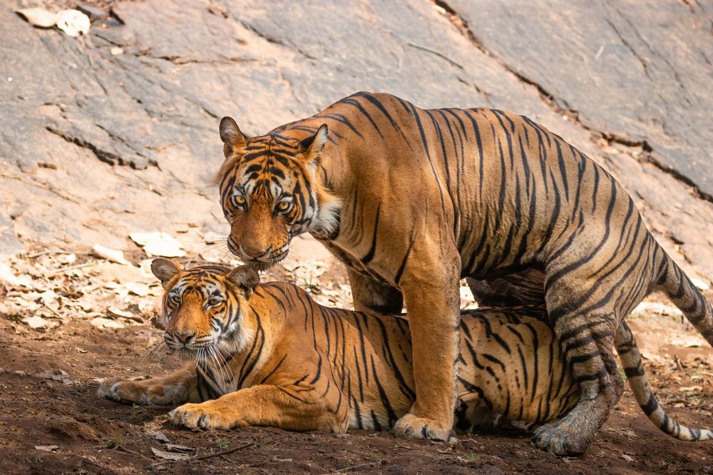 Photograph by Abhaya Shukla