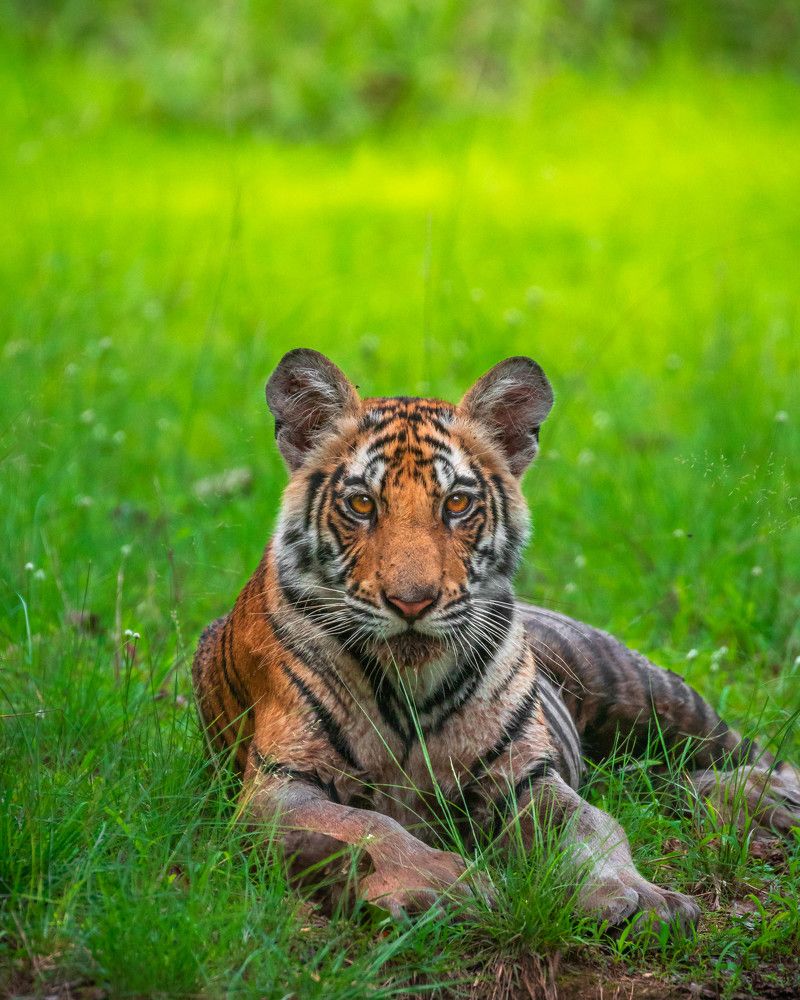 Photograph by Abhaya Shukla