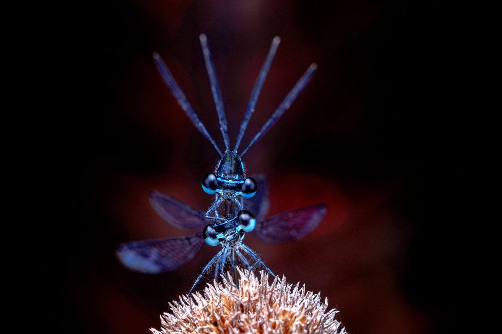 Photograph by KAIYEN LEE