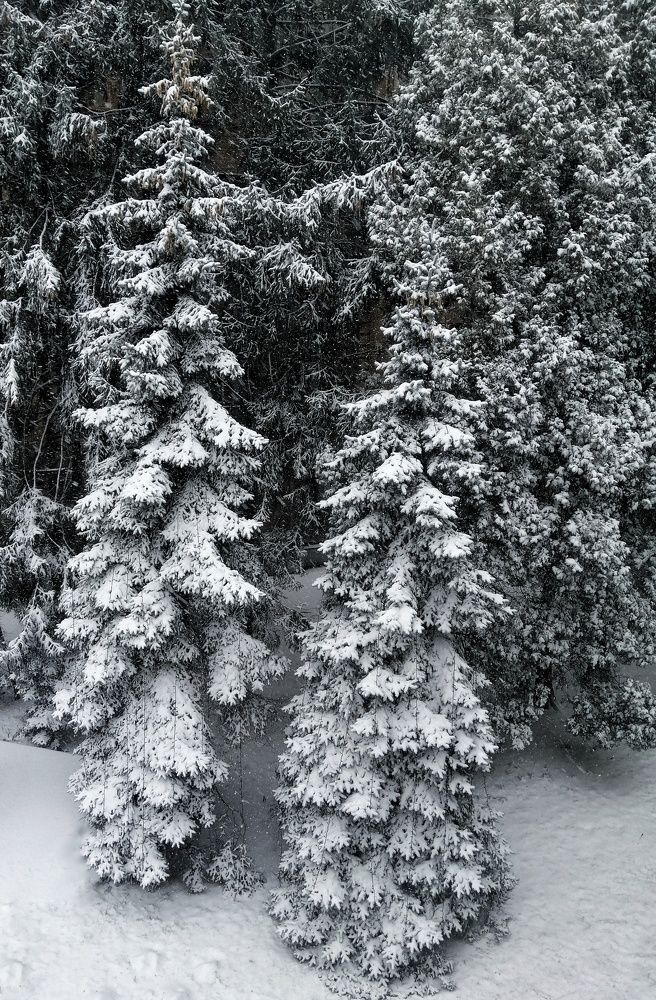 Photo #6995561