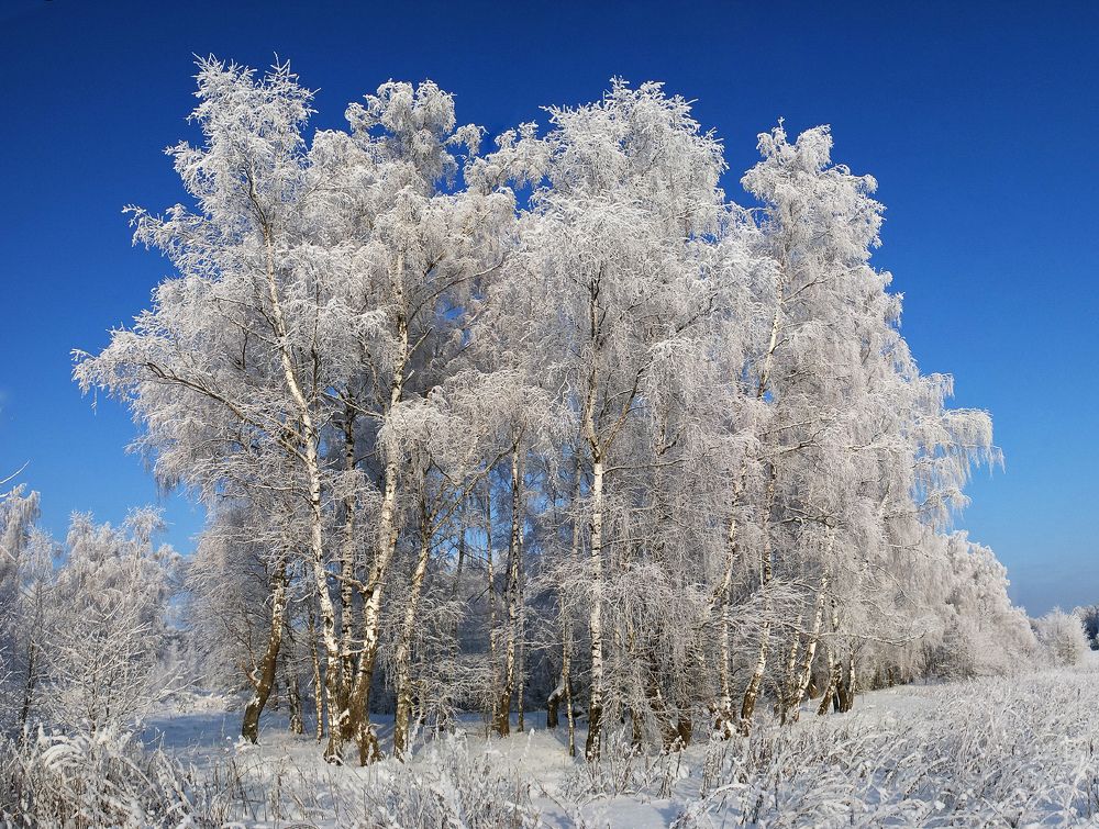 Березы в серебре