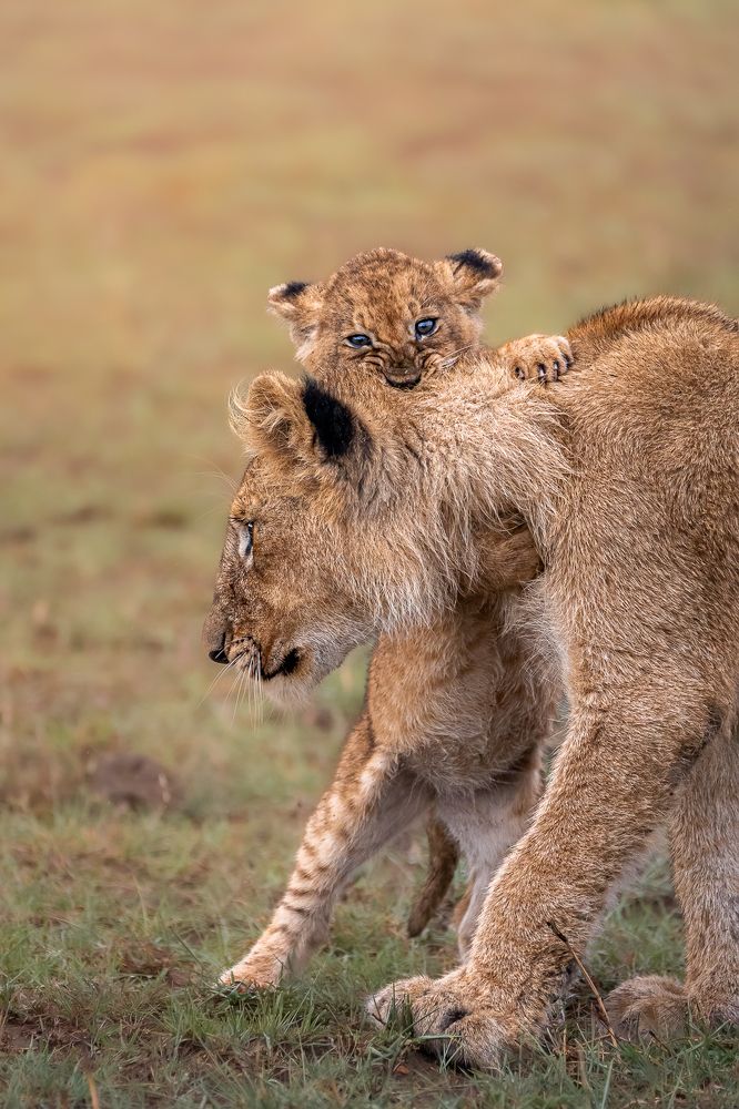 Photograph by Jayakumar MN