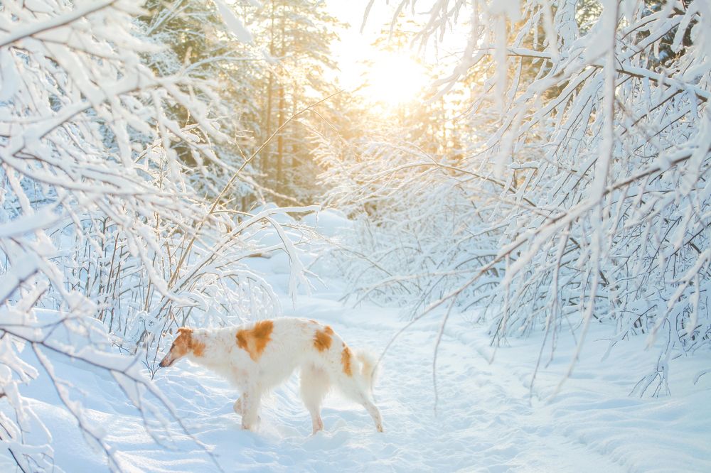 Photograph by Ирина Богатырева