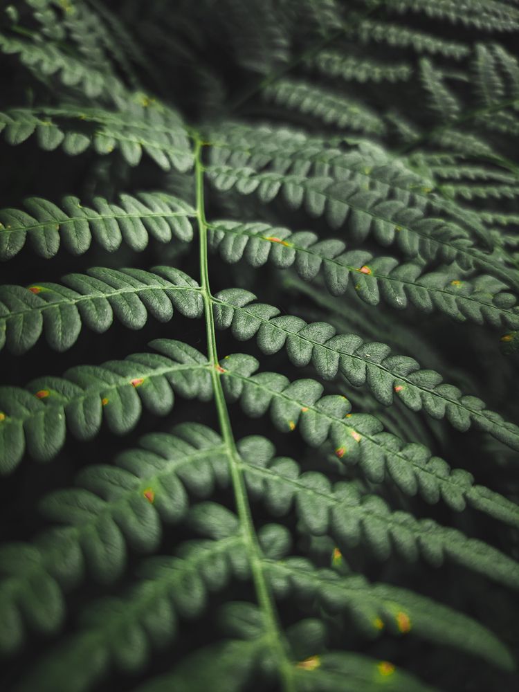 Лист папоротника.