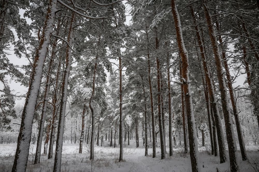 Photograph by Александр Карасев