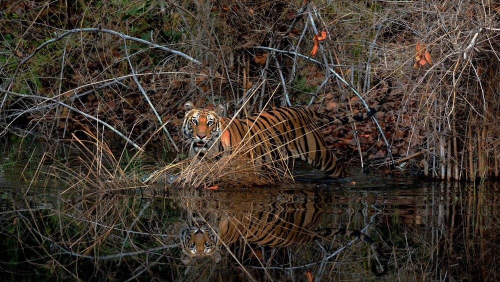 Photograph by Nirmalya Chakraborty