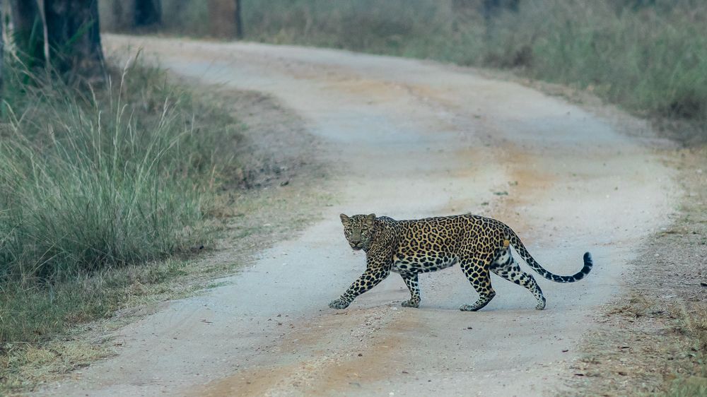 Leopard Walk