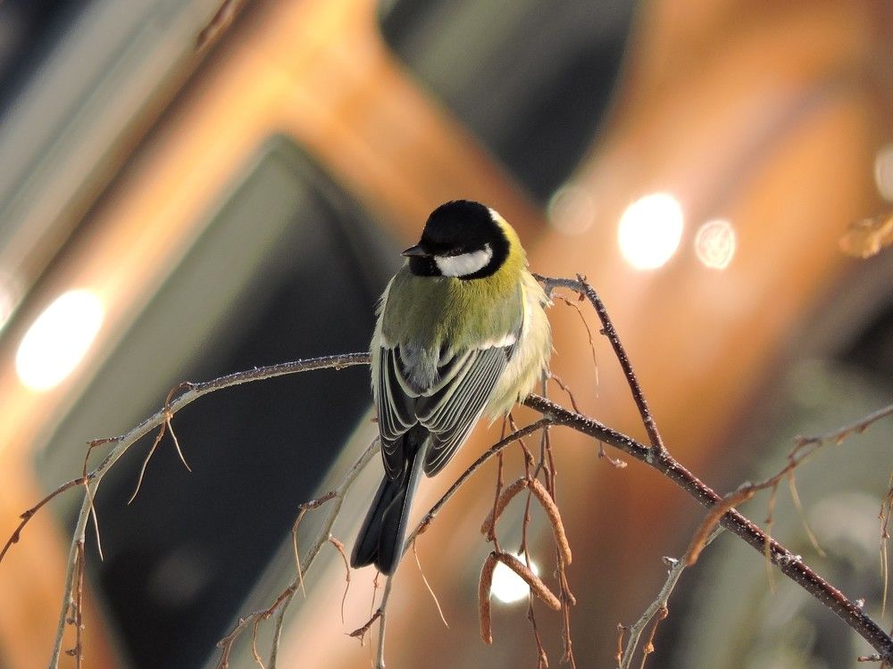 Photo #6996973