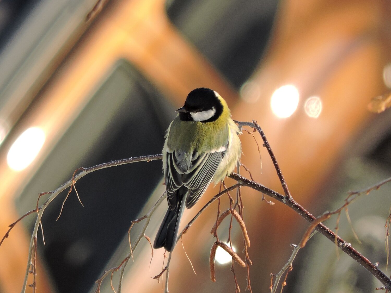 Photo #6996973