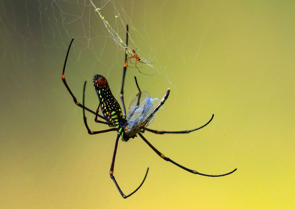 The Hunter, The Hunted and The Opportunist!