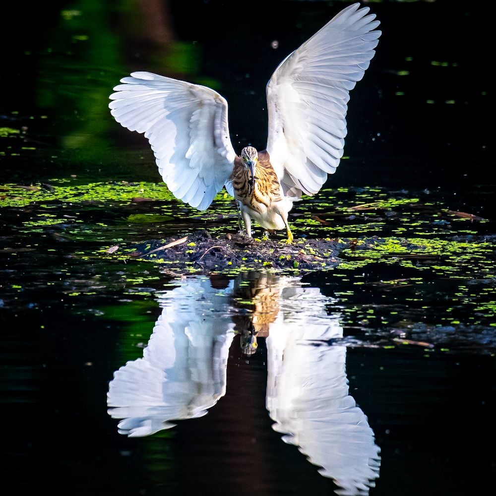 Photograph by Navin Agarwal