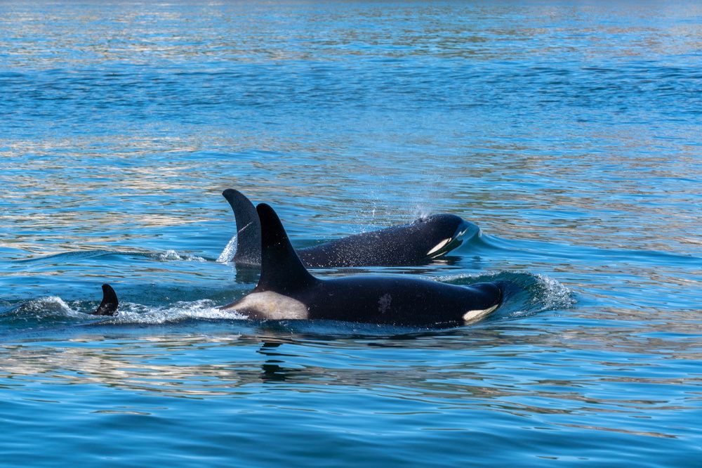 Photograph by Баландин Дмитрий