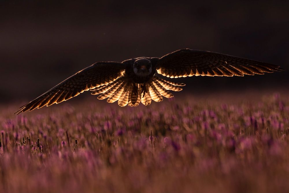 Photograph by Om Potdar