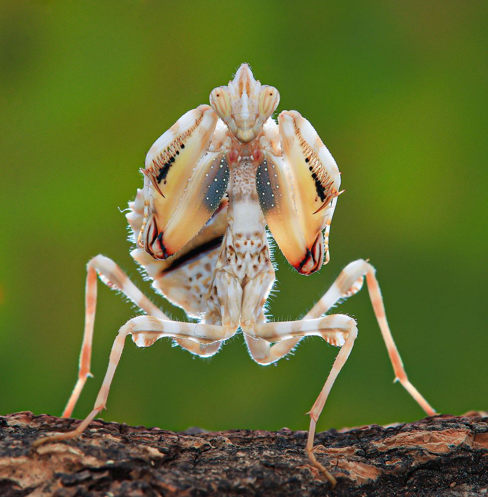 Blepharopsis Mendica - Thistle Mantis