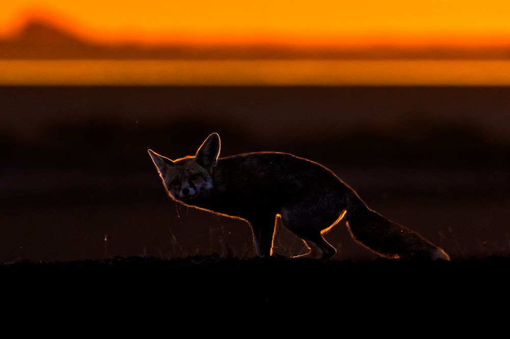 Photograph by Om Potdar