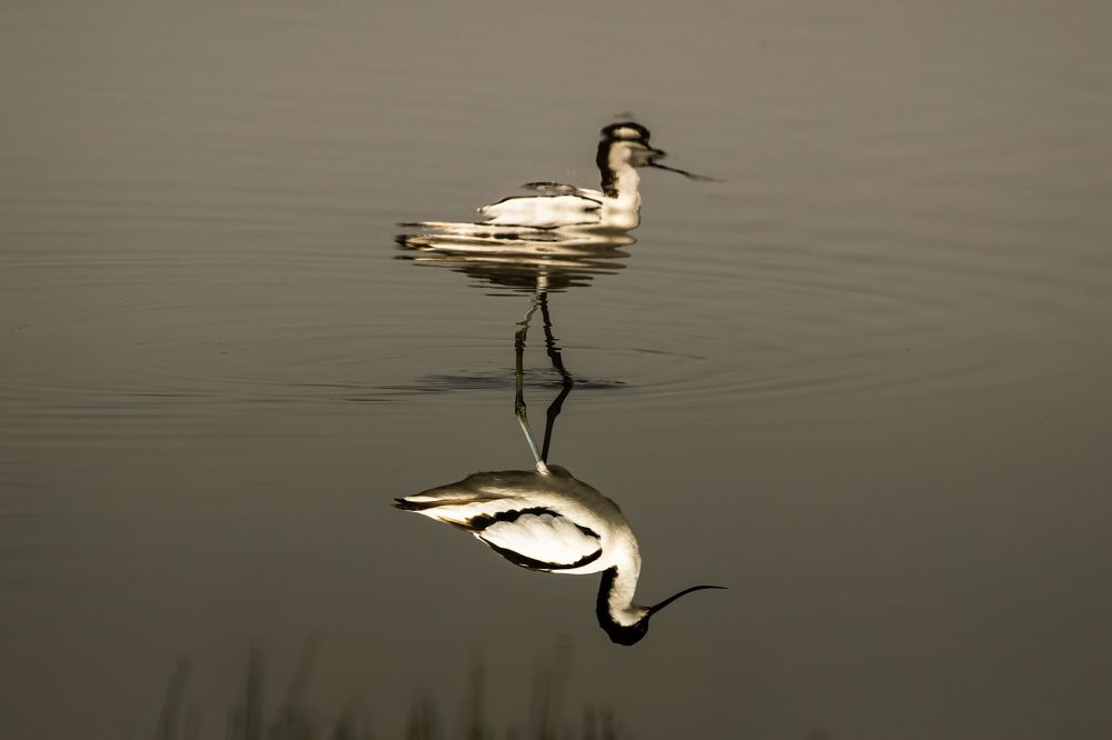 Photograph by Adrian Grigore