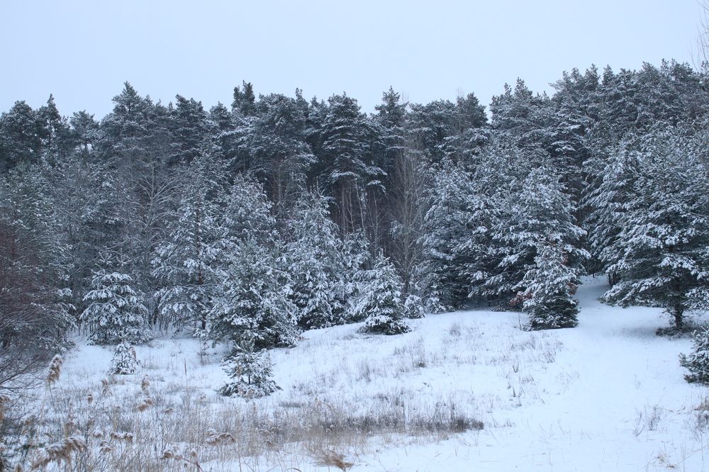 Photograph by Надежда Ржевская