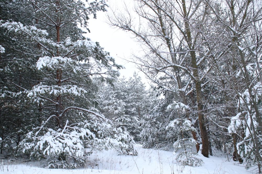 Photograph by Надежда Ржевская